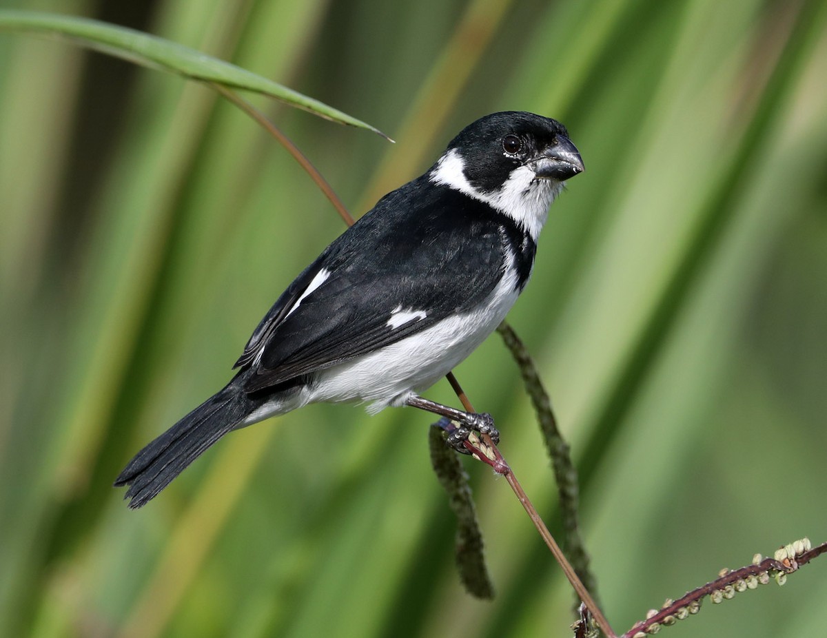 Variable Seedeater - Hal and Kirsten Snyder
