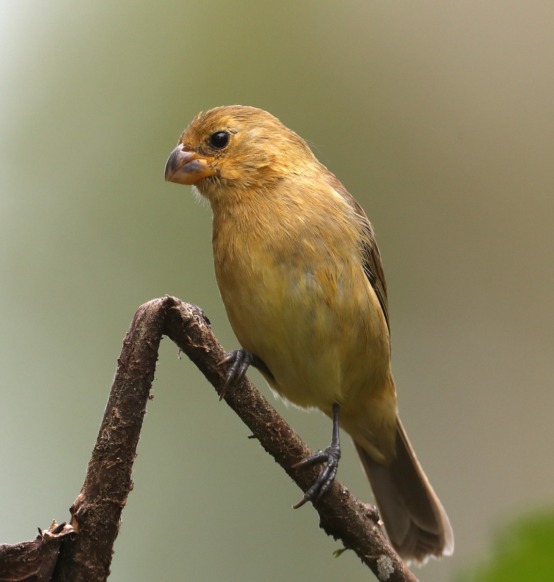 Variable Seedeater - ML204431561
