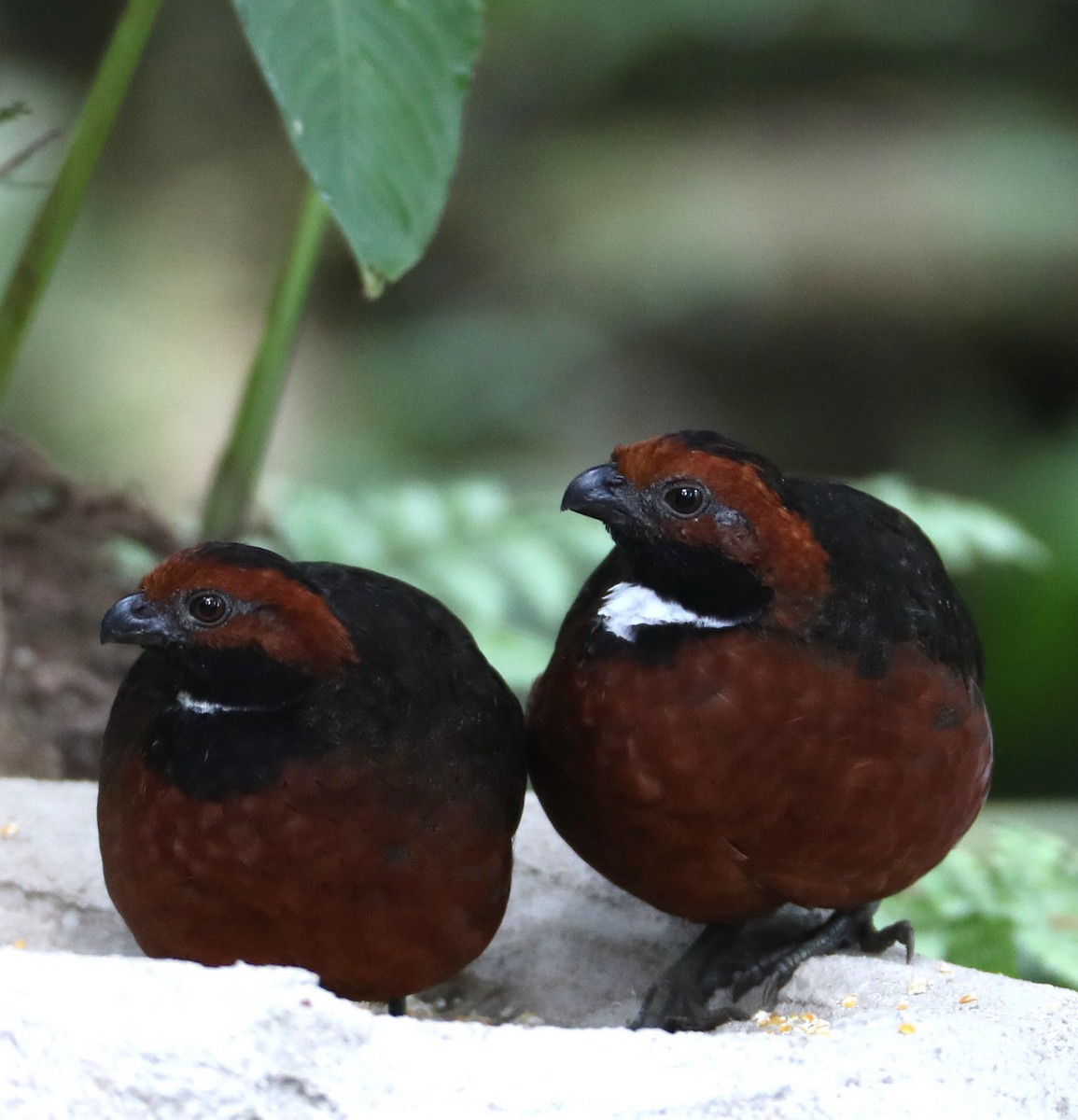 Rufous-fronted Wood-Quail - Hal and Kirsten Snyder