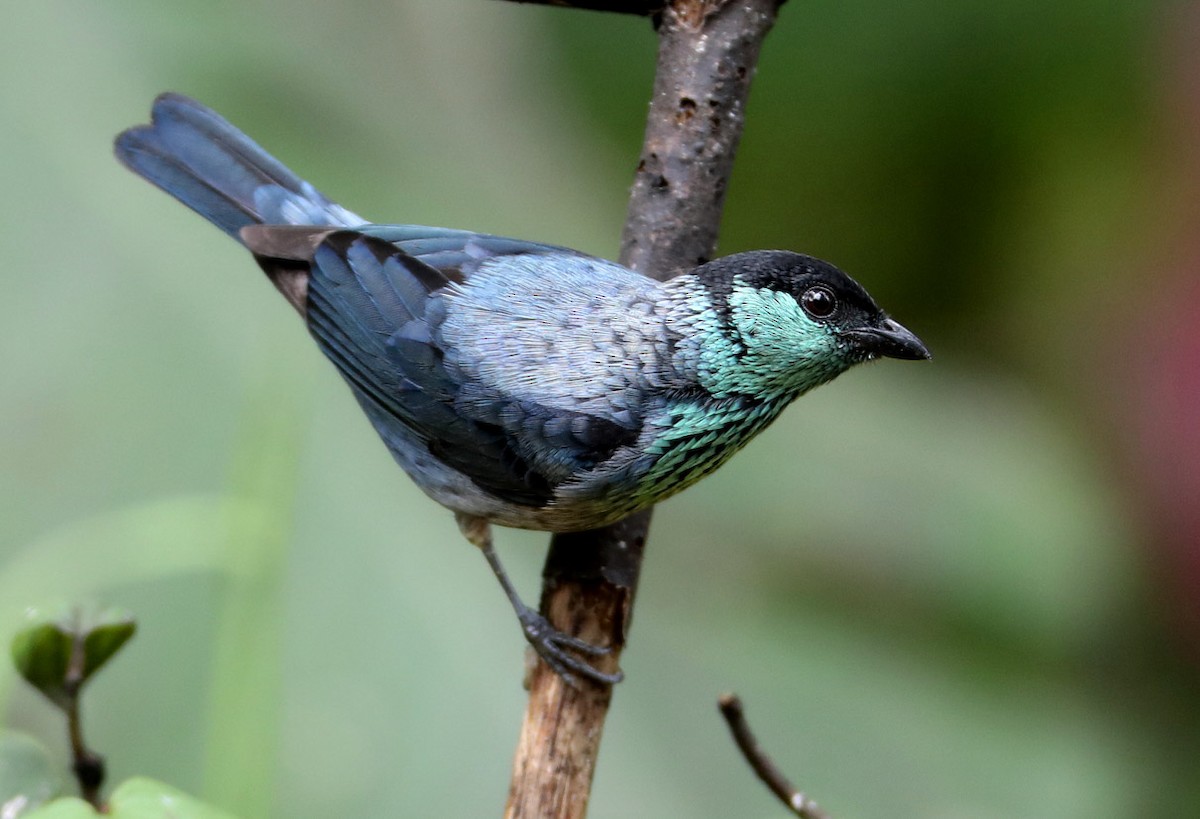 Black-capped Tanager - ML204431661