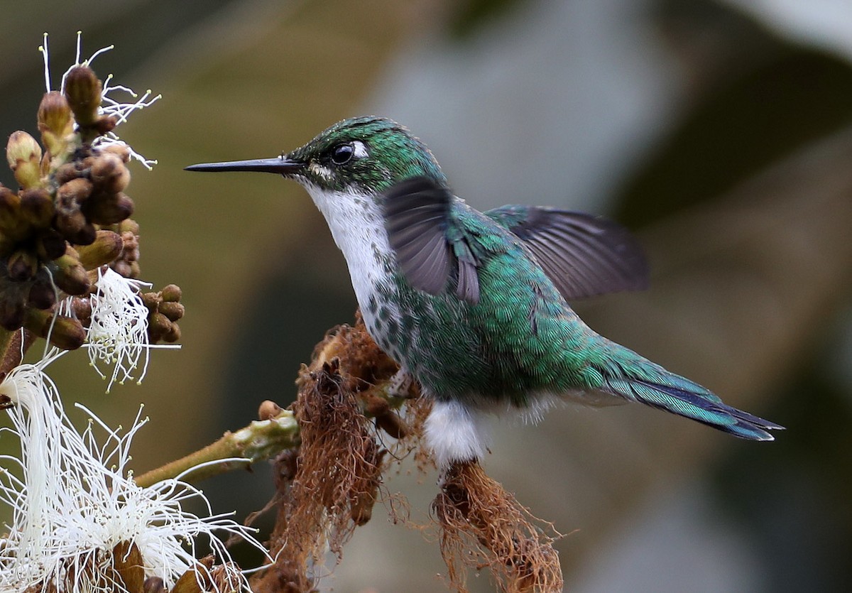 White-booted Racket-tail - Hal and Kirsten Snyder