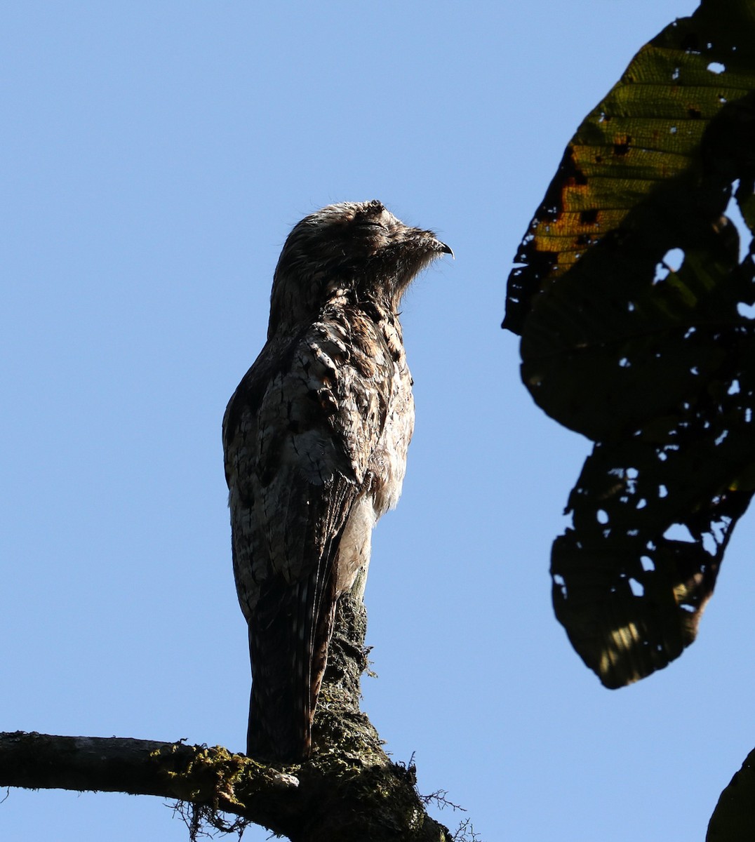 Common Potoo - Hal and Kirsten Snyder