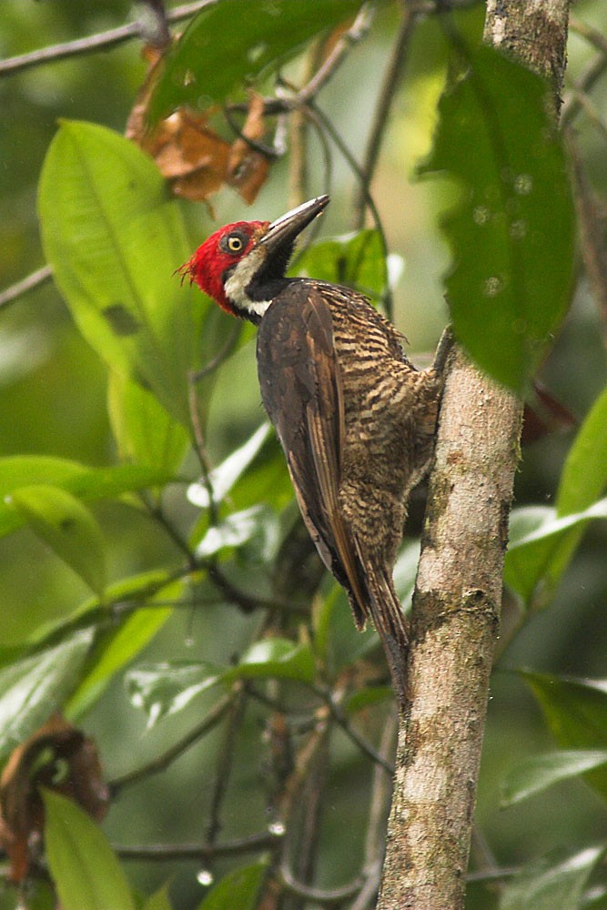 Guayaquil Woodpecker - Rafael Merchante