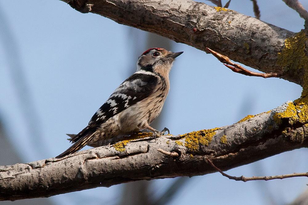 Lesser Spotted Woodpecker - Rafael Merchante