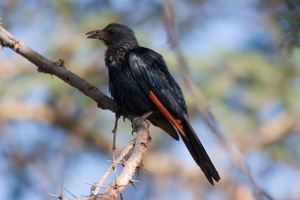 Red-winged Starling - ML204431991