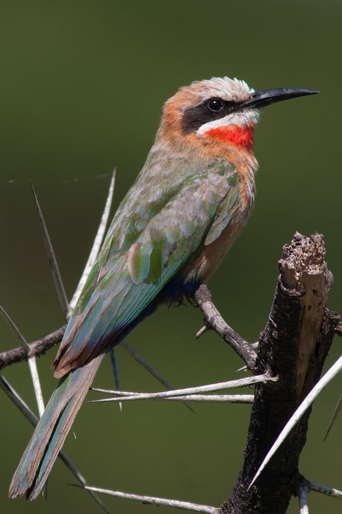 White-fronted Bee-eater - ML204432061