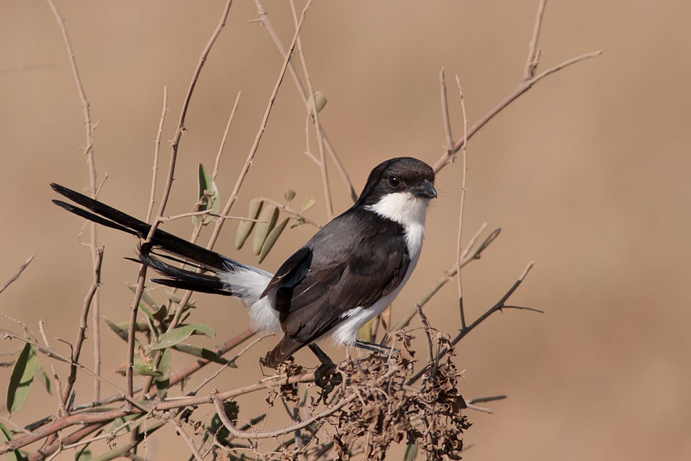 Long-tailed Fiscal - ML204432131