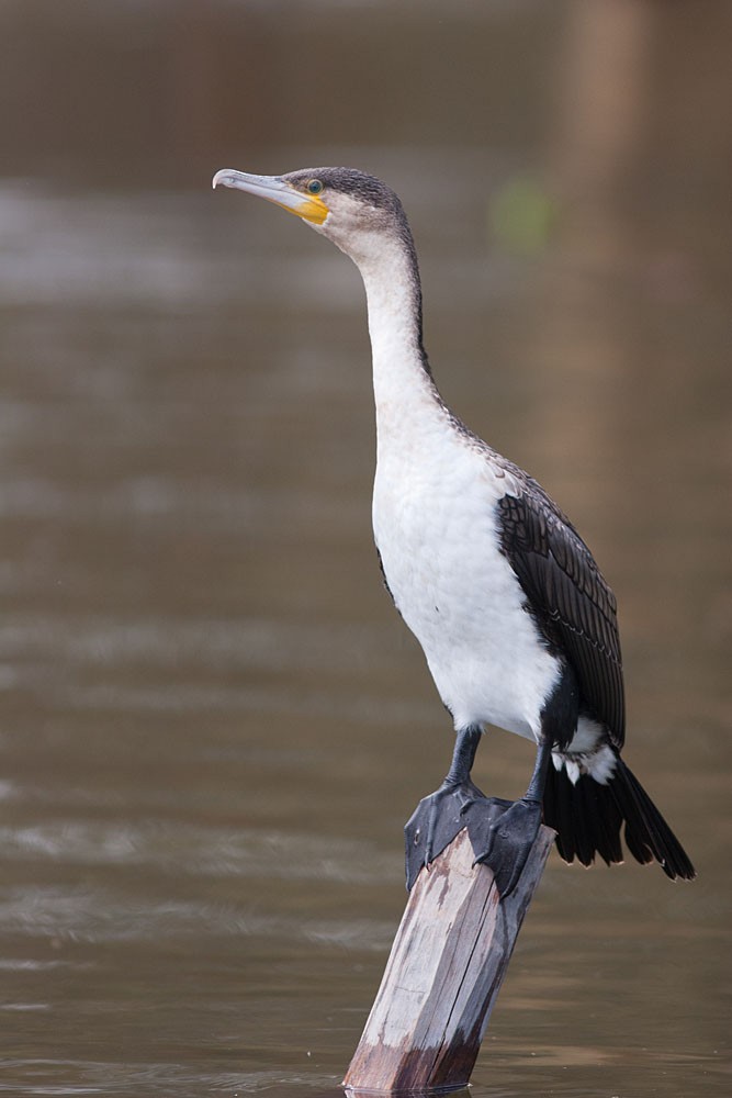 Great Cormorant (White-breasted) - Rafael Merchante