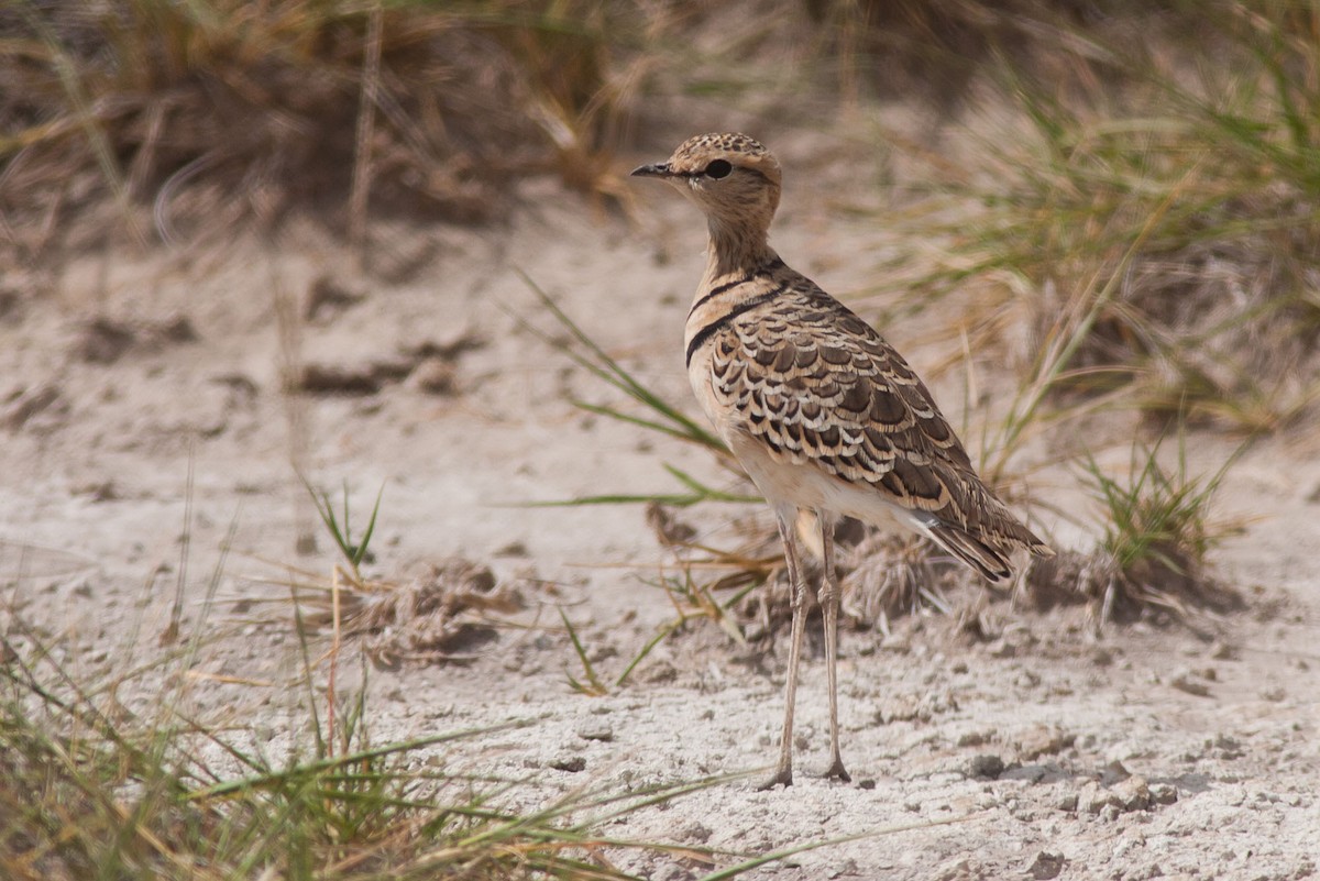 Double-banded Courser - ML204432251