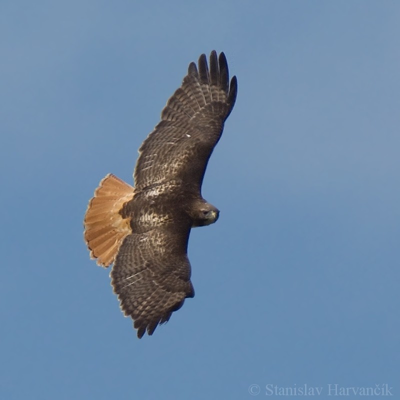 Red-tailed Hawk - ML204432561
