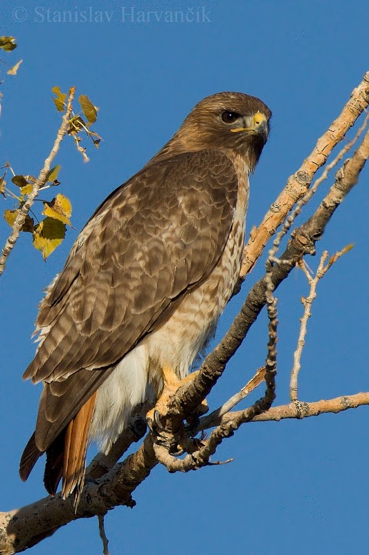 Red-tailed Hawk - ML204432571