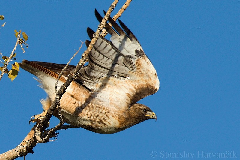 Red-tailed Hawk - ML204432581