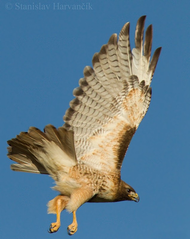 Red-tailed Hawk - ML204432591