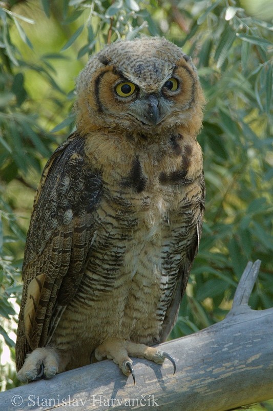 Great Horned Owl - Stanislav Harvančík