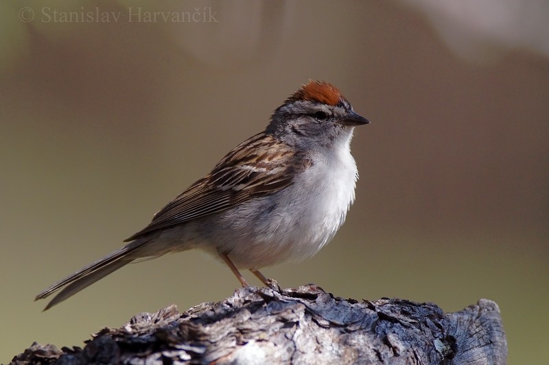 Chipping Sparrow - Stanislav Harvančík