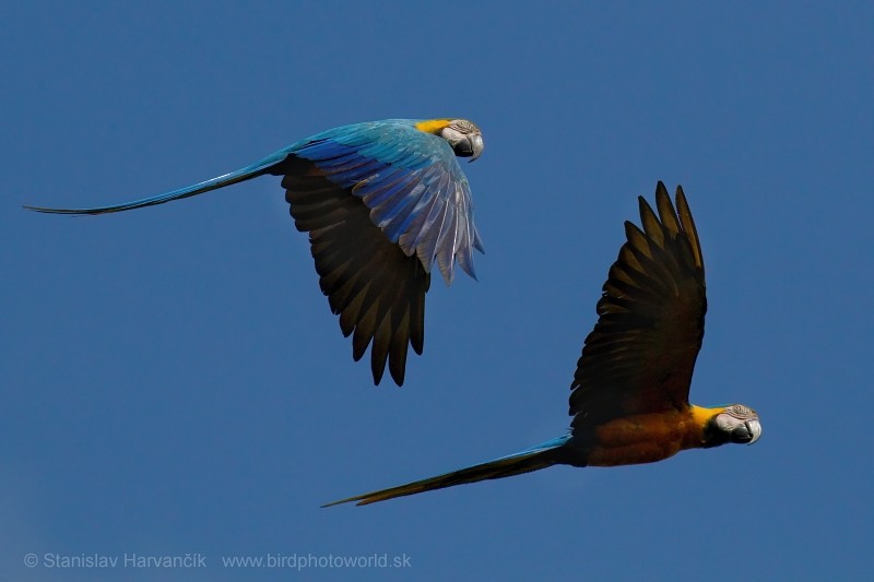 Blue-and-yellow Macaw - Stanislav Harvančík