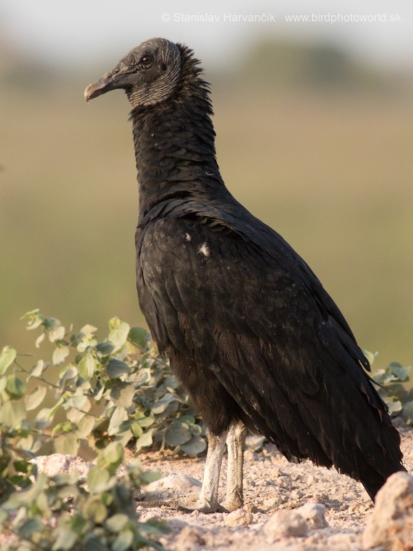 Black Vulture - Stanislav Harvančík