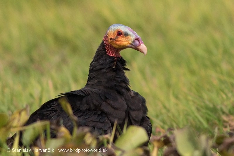 Lesser Yellow-headed Vulture - Stanislav Harvančík