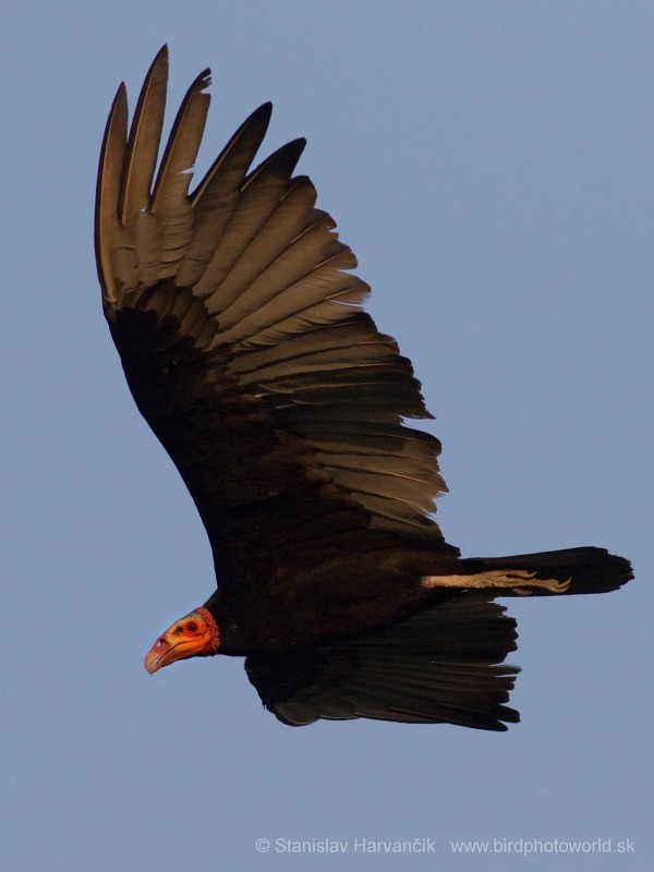 Lesser Yellow-headed Vulture - ML204433421