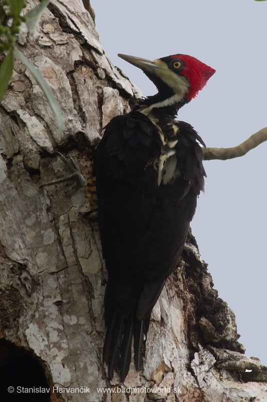 Crimson-crested Woodpecker - Stanislav Harvančík