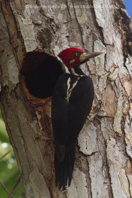 Crimson-crested Woodpecker - ML204433521