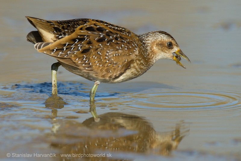 Spotted Crake - ML204433571