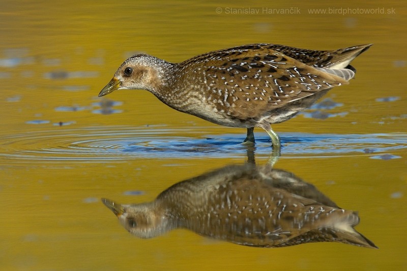 Spotted Crake - ML204433581