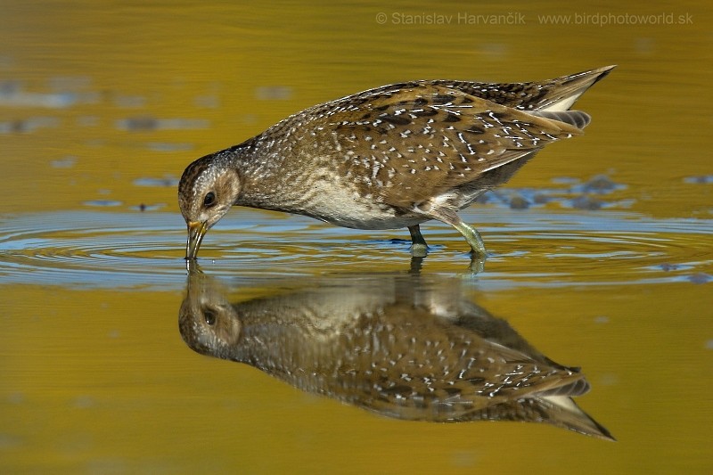 Spotted Crake - ML204433591