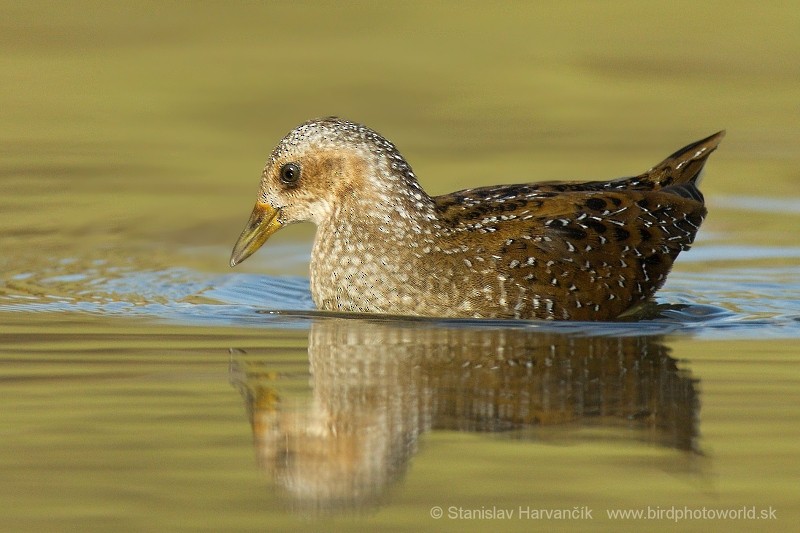 Spotted Crake - ML204433601