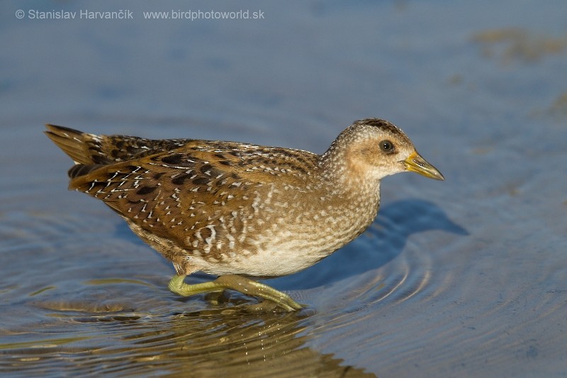 Spotted Crake - ML204433611