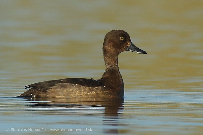 Tufted Duck - ML204433691