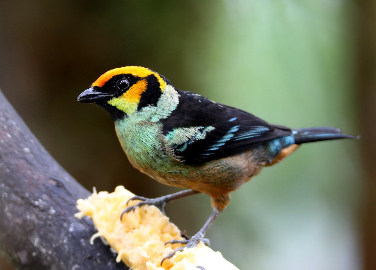 Flame-faced Tanager - Hal and Kirsten Snyder