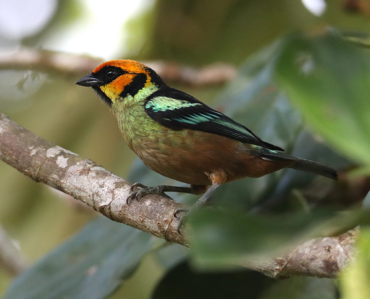 Flame-faced Tanager - Hal and Kirsten Snyder