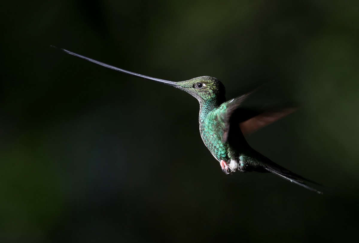 Sword-billed Hummingbird - Hal and Kirsten Snyder