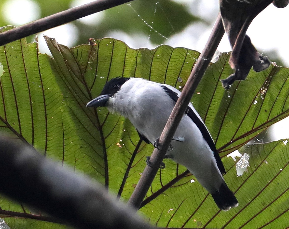 Black-crowned Tityra - Hal and Kirsten Snyder