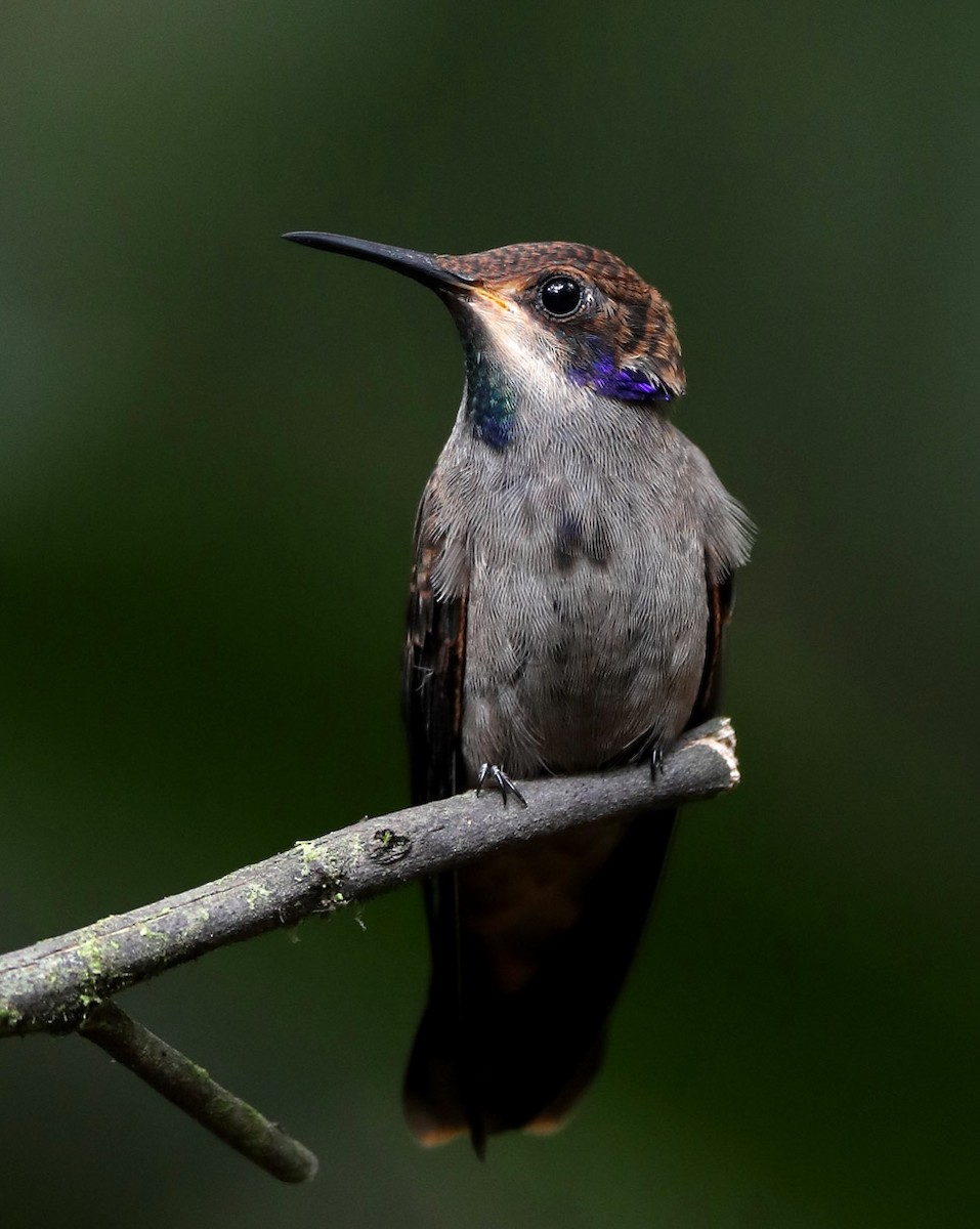 kolibřík fialovouchý - ML204433891