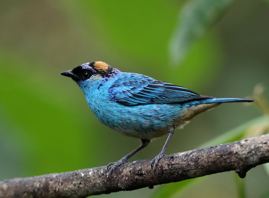 Golden-naped Tanager (Golden-naped) - eBird