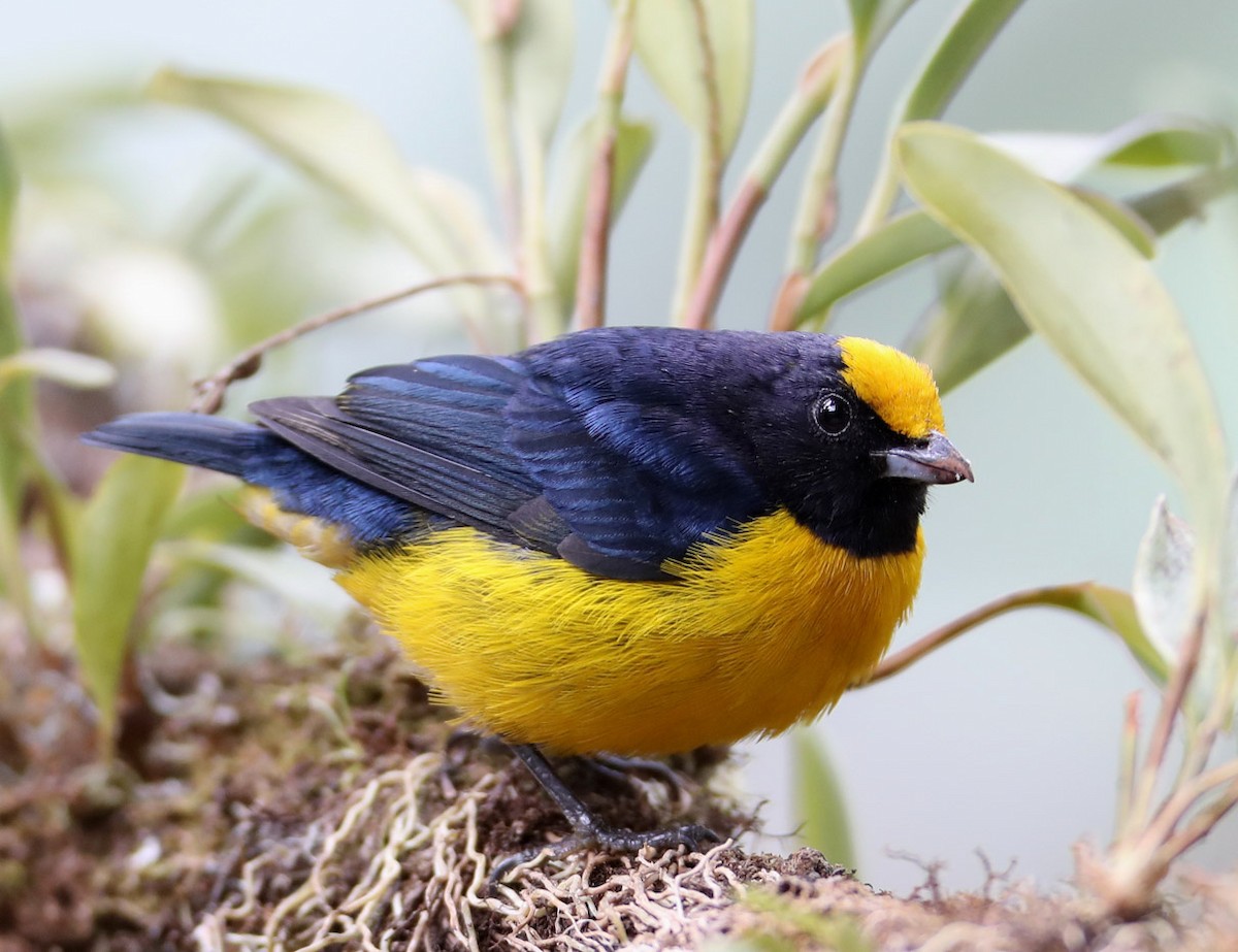 Orange-bellied Euphonia - Hal and Kirsten Snyder