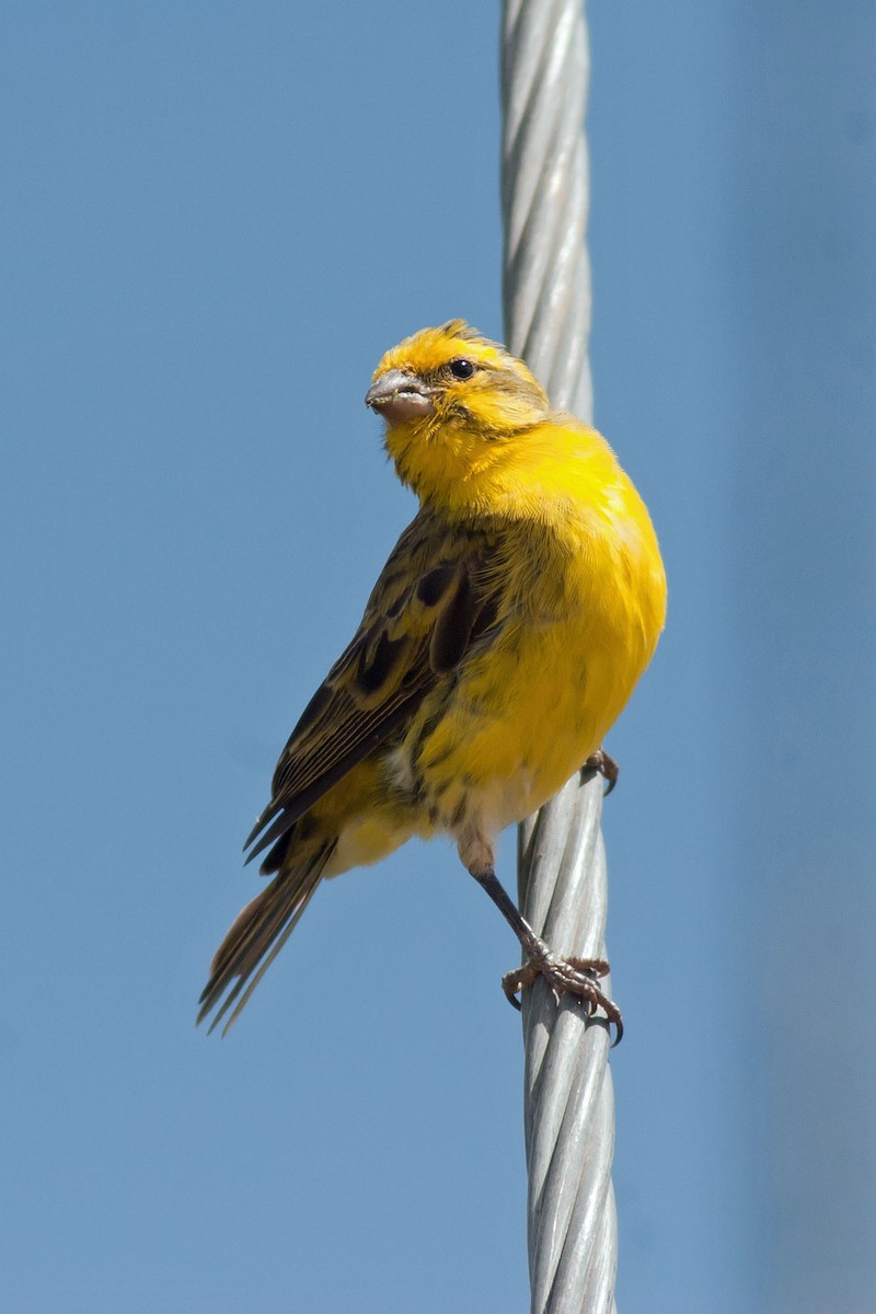 White-bellied Canary - ML204434241