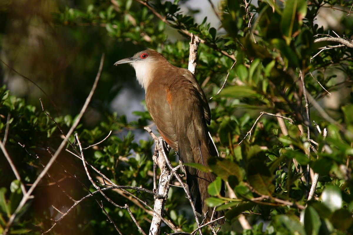 Great Lizard-Cuckoo (Cuban) - ML204434401