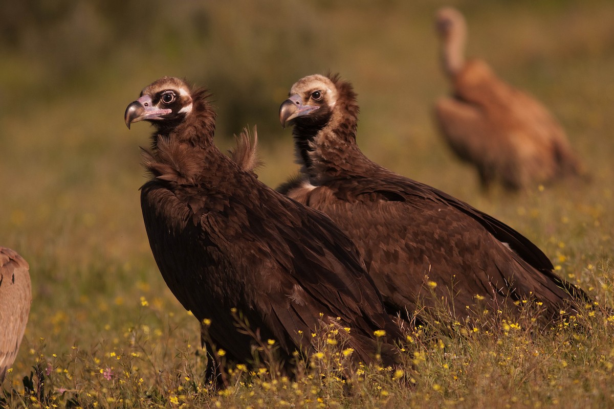 Cinereous Vulture - Rafael Merchante