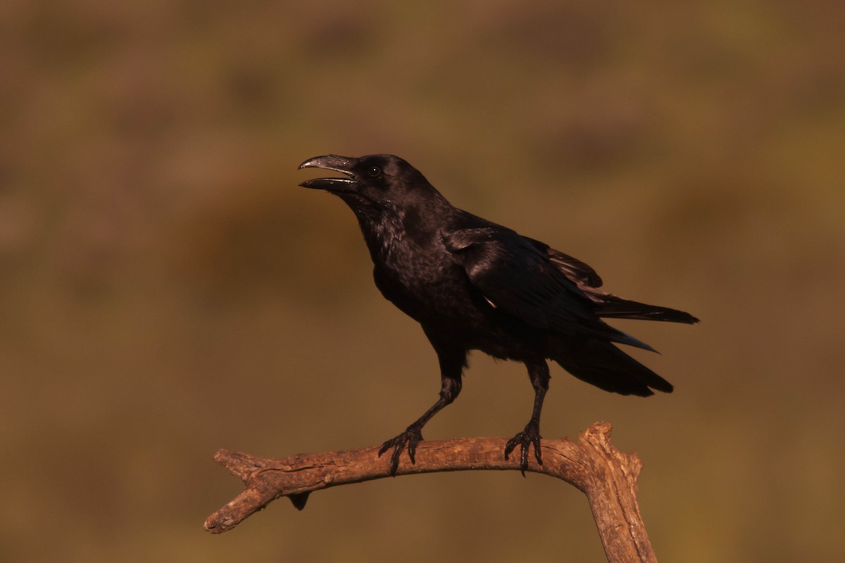 Common Raven - ML204434681