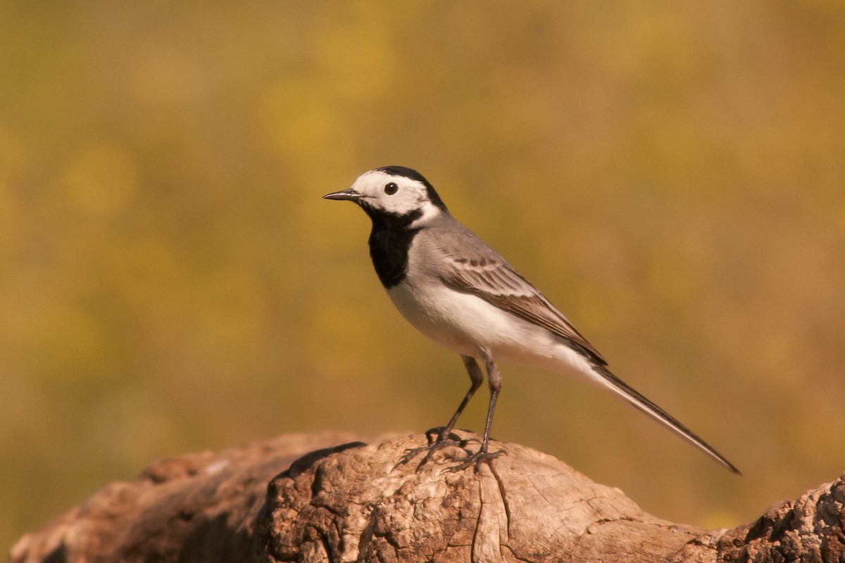 White Wagtail (White-faced) - ML204434691