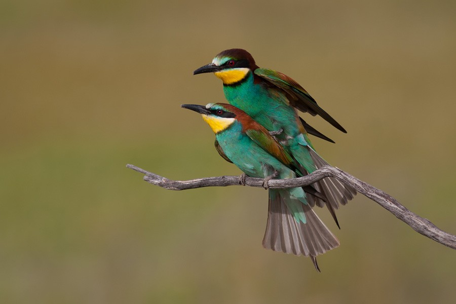European Bee-eater - ML204434721