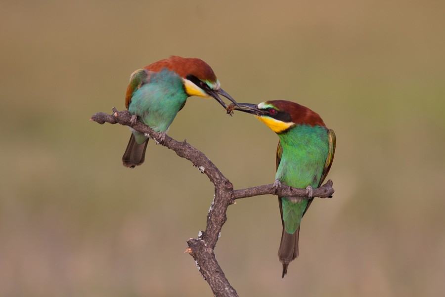 European Bee-eater - Rafael Merchante