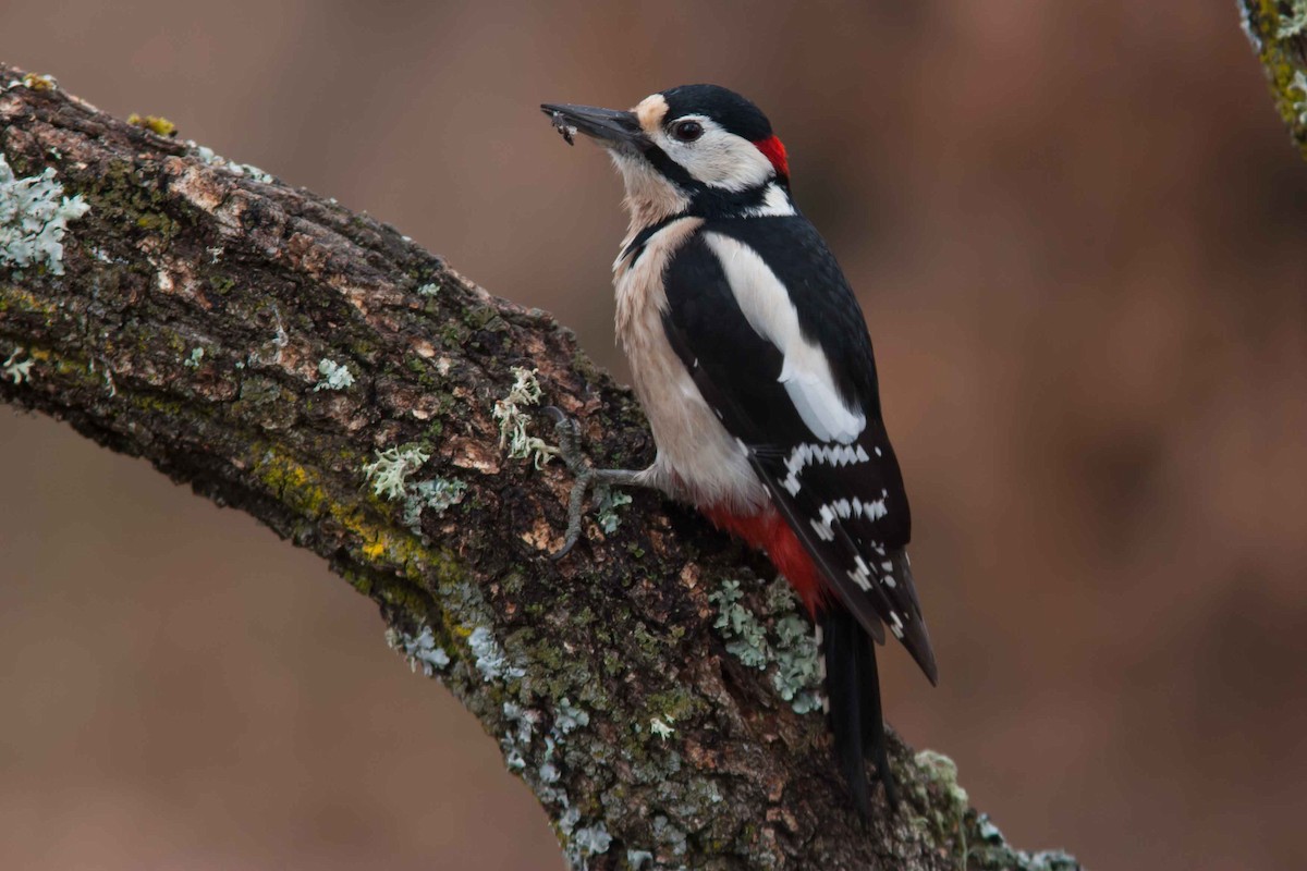 Great Spotted Woodpecker - ML204434851