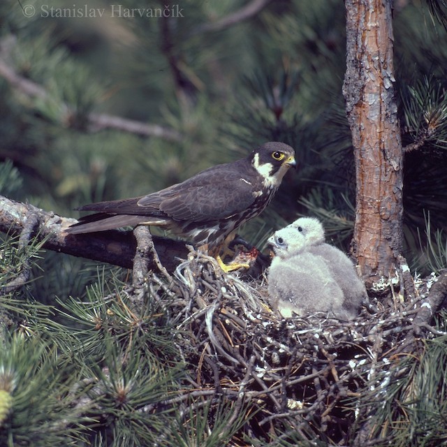 Natal Down (subspecies <em class="SciName notranslate">subbuteo</em>). - Eurasian Hobby - 