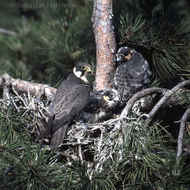 Natal Down (subspecies <em class="SciName notranslate">subbuteo</em>). - Eurasian Hobby - 