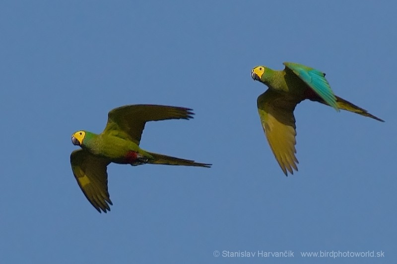 Red-bellied Macaw - ML204435581