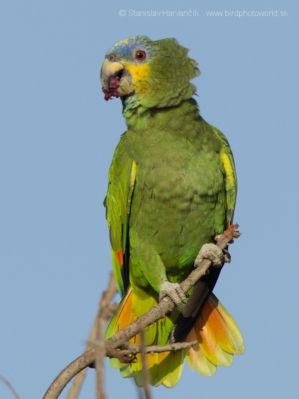 Orange-winged Parrot - ML204435631